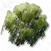 Willow